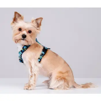 CHABA Szelki Guard Story III L 2,5cm Carnival