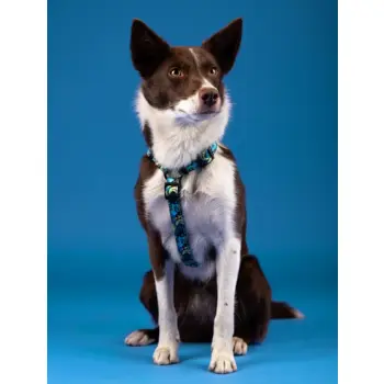 CHABA Szelki Guard Story III XL 3,0cm Carnival