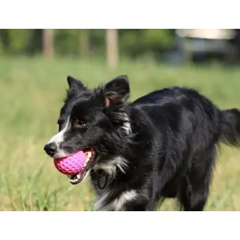 Kiwi Walker Let's Play Ball Mini piłka różowa