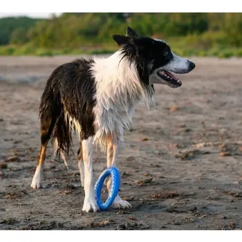 Kiwi Walker Let's Play Ring Maxi niebieski