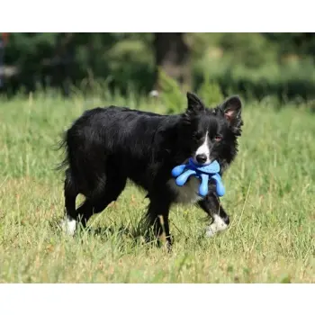 Kiwi Walker Let's Play Octopus Mini ośmiornica niebieska