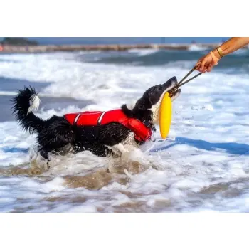 Kiwi Walker Let's Play Zeppelin Mini aport zielony