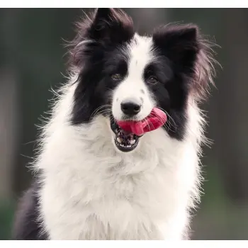 PetDreamHouse Zabawka gumowa Geo-Astro Rolly granatowa