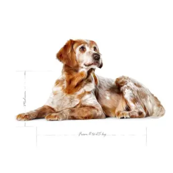 ROYAL CANIN Medium Ageing 10+ 15kg