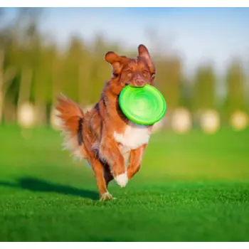 Collar Flyber Latający spodek 22cm jasnozielony