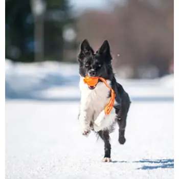 Collar Liker7 Line o średnicy 7cm