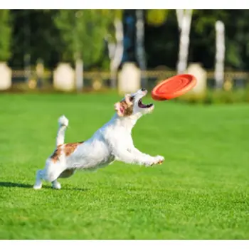 Collar PitchDog24 Latający dysk 24cm pomarańczowy