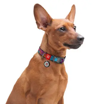 Collar WauDog Nylon Obroża nylonowa z QR-paszportem, plastikowy fastex, wzór LATO, 25mm/37-58cm