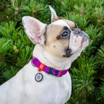 Collar WauDog Recycled Obroża nylonowa z QR-paszportem, gradient XL 25mm x 37-58cm fioletowy