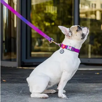 Collar WauDog Recycled Obroża nylonowa z QR-paszportem, gradient XL 25mm x 37-58cm fioletowy