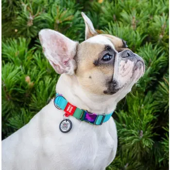 Collar WauDog Recycled Obroża nylonowa z QR-paszportem, gradient M 20mm x 28-40cm niebieski