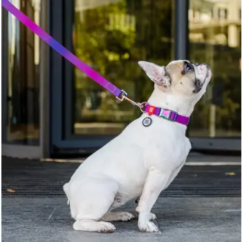 Collar WauDog Recycled Smycz nylonowa, gradient S 15mm/122cm fioletowy