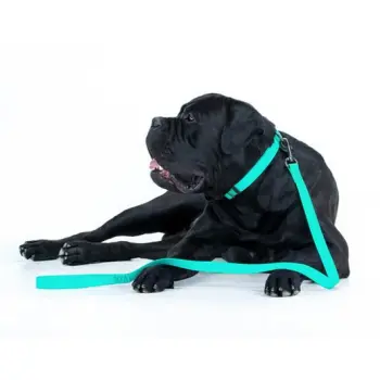 Collar WauDog Waterproof Obroża wodoodporna z QR-paszportem, akumulująca światło, plastikowy fastex, 25mm/34-49cm