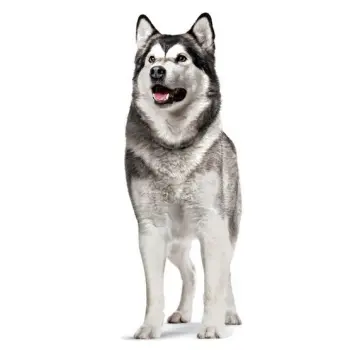 Royal Canin Joint & Ageing Chews Adult Supplements 240g