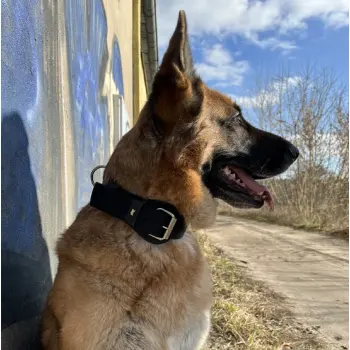 Dingo Obroża specjalna z taśmy 4,0x55-65cm czarna