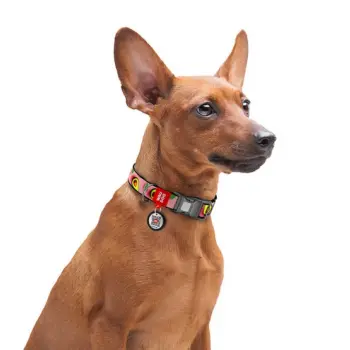 Collar WauDog Nylon Obroża nylonowa z QR-paszportem, plastikowy fastex, wzór AWOKADO NA RÓŻU, S 15mm/25-35cm