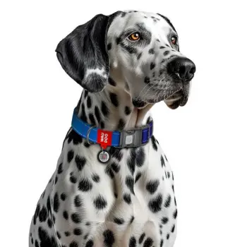 Collar WauDog Nylon Mono Obroża nylonowa odblaskowa z QR-paszportem, plastikowy fastex, L 25mm/33-49cm niebieska