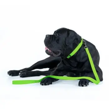 Collar Waterproof Smycz wodoodporna L-XXL 25mm/183cm jasnozielona