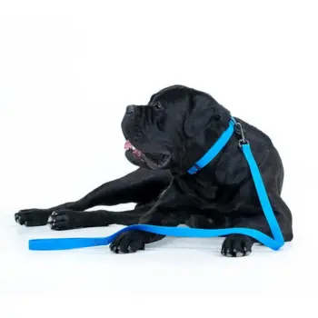 Collar Waterproof Smycz wodoodporna L-XXL 25mm/183cm niebieska