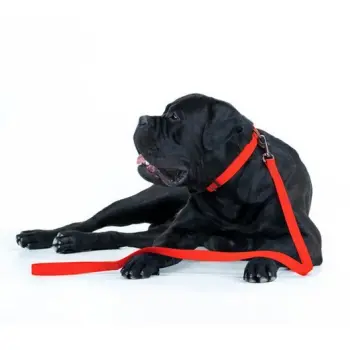 Collar Waterproof Smycz wodoodporna M 20mm/183cm czerwona