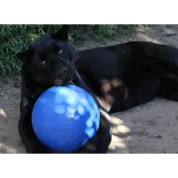 Boomer Ball XL - 10