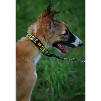 Dingo Obroża regulowana City - Nie Dotykaj 4,0cm/75cm