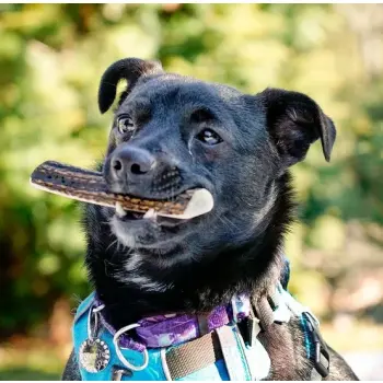 4DOGS Gryzak z poroża M easy