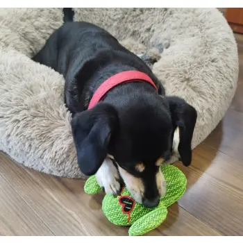 Dingo Zabawka dla psa - Kaktus Fernando 16cm