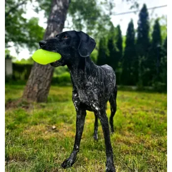 Dingo Zabawka dla psa - Piłka świecąca Play & Glow 14x8cm