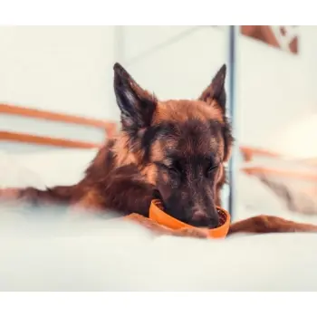 LickiMat Wobble Miska głęboka Jeżyk miękka pomarańczowa