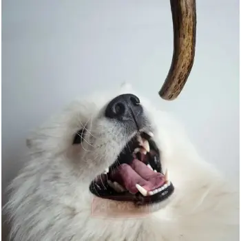 4DOGS Gryzak z poroża L hard