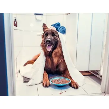 LickiMat Splash miska z przyssawką turkusowa