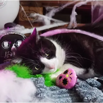 Dingo Zabawka dla kota - Wędka Upiorek