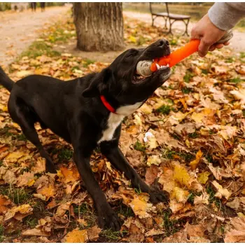 Dingo Zabawka dla psa - Guma TPR - Aport Dent 24cm