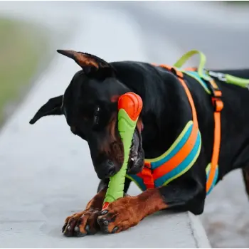 Dingo Zabawka dla psa - Guma TPR - Aport Dent 30cm