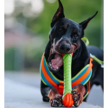 Dingo Zabawka dla psa - Guma TPR - Aport Dent 30cm