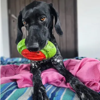 Dingo Zabawka dla psa - Guma TPR - Rugby Dent 17cm