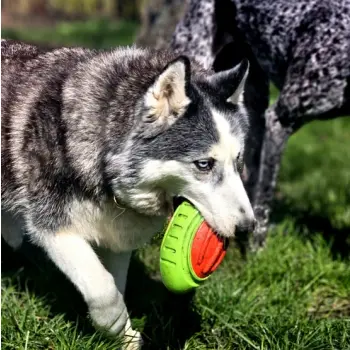 Dingo Zabawka dla psa - Guma TPR - Rugby Dent 17cm