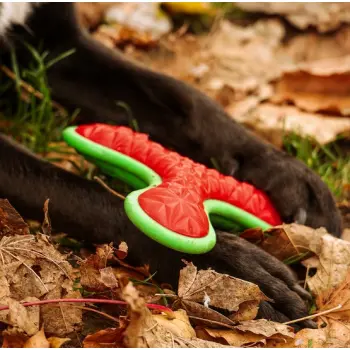 Dingo Zabawka dla psa - Guma TPR - Bumerang TRI 16,5cm