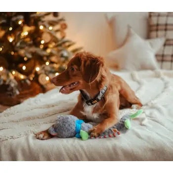 Dingo Zabawka dla psa pluszowa - Miś Yoko 36cm