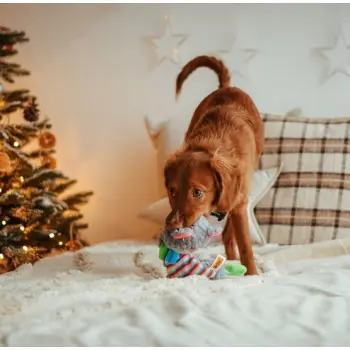 Dingo Zabawka dla psa pluszowa - Miś Yoko 36cm