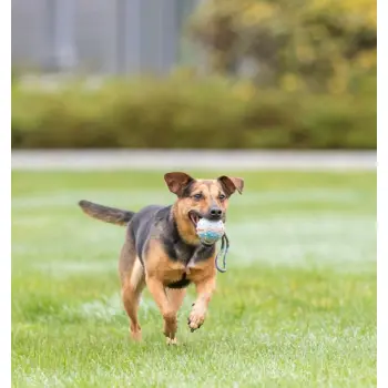 Trixie Piłka gumowa na sznurku 6/30cm [3454]