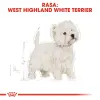 Royal Canin West Highland White Terrier Adult karma sucha dla psów dorosłych rasy west highland white terrier 1,5kg