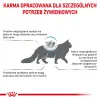 ROYAL CANIN Anallergenic Cat 4kg