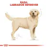 ROYAL CANIN Labrador Retriever Adult 12kg