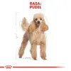 ROYAL CANIN Poodle Adult 1,5kg