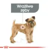 Royal Canin Mini Dental Care karma sucha dla psów dorosłych, ras małych, redukująca powstawanie kamienia nazębnego 1kg