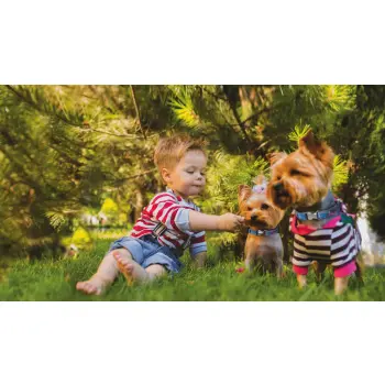 Frexin Obroża Insektobójcza Dla Psa 35cm