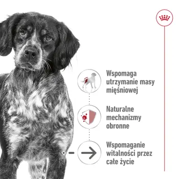 Royal Canin Medium Ageing 10+ karma sucha dla psów starszych, ras średnich 15kg
