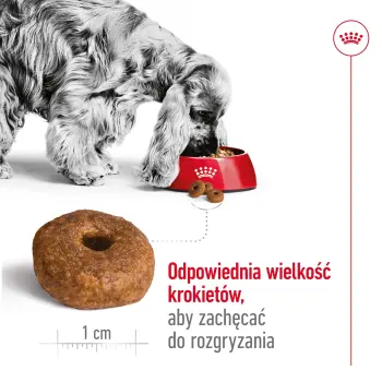 Royal Canin Medium Ageing 10+ karma sucha dla psów starszych, ras średnich 15kg